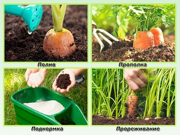Морква Шантане: опис сорти, вирощування і догляд
