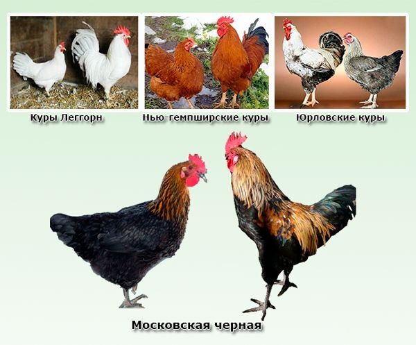 Московська чорна порода курей: опис породи, фото