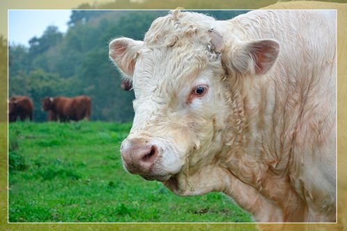 Мясні породи биків: опис кращих порід і фото