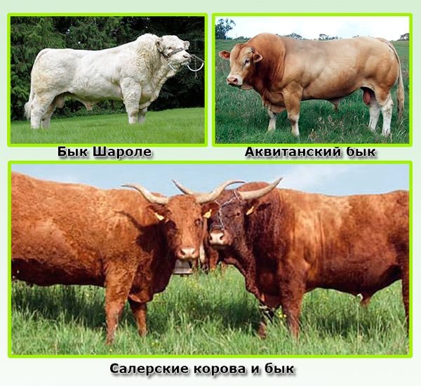 Мясні породи биків: опис кращих порід і фото