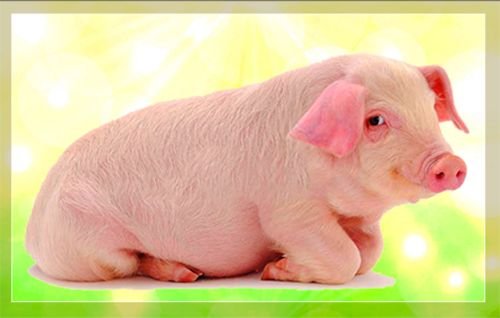 Мясні породи свиней: опис, фото й характеристики порід