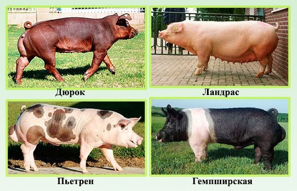Мясні породи свиней: опис, фото й характеристики порід