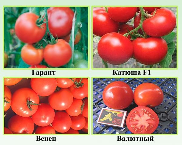 Низькорослі сорти помідорів: опис і характеристики сортів