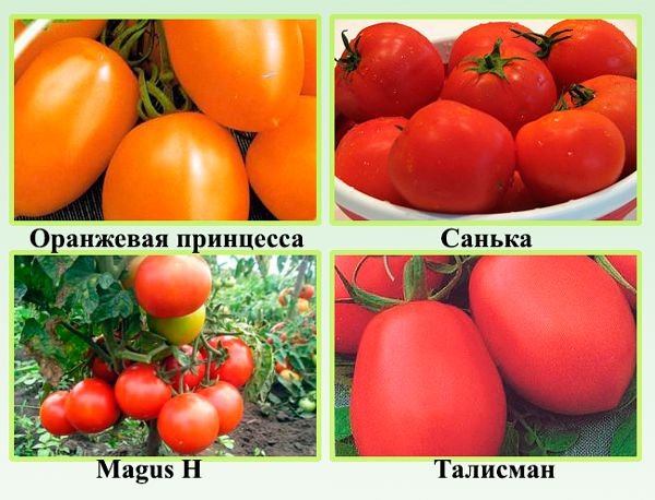 Низькорослі сорти помідорів: опис і характеристики сортів