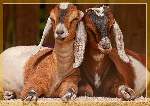 Нубийские кози: опис породи, розведення та утримання