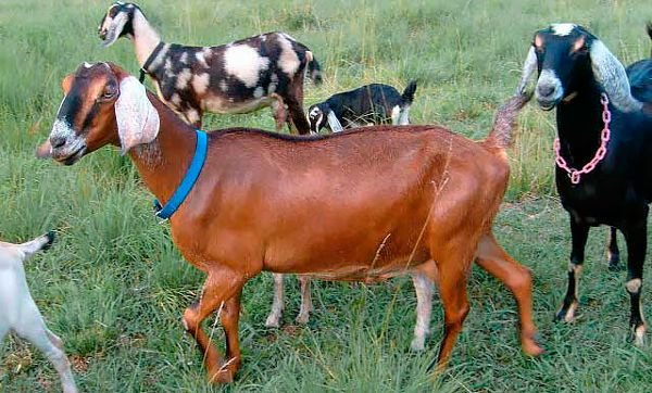 Нубийские кози: опис породи, розведення та утримання