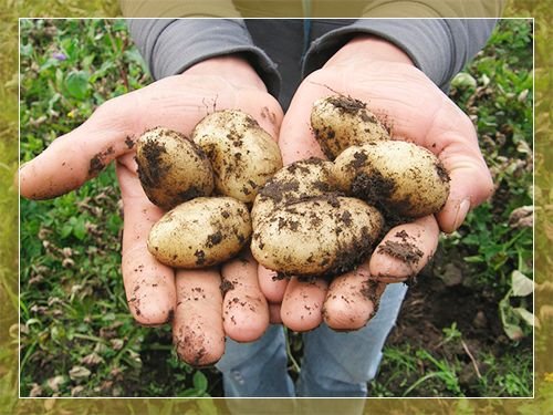 Обробка картоплі перед посадкою від шкідників і хвороб