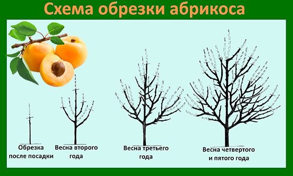 Обрізка абрикоса навесні: як правильно виконати обрізку