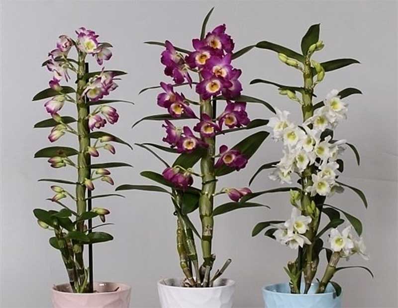 Орхідеї Дендробіум: догляд в домашніх умовах, розмноження, пересадка
