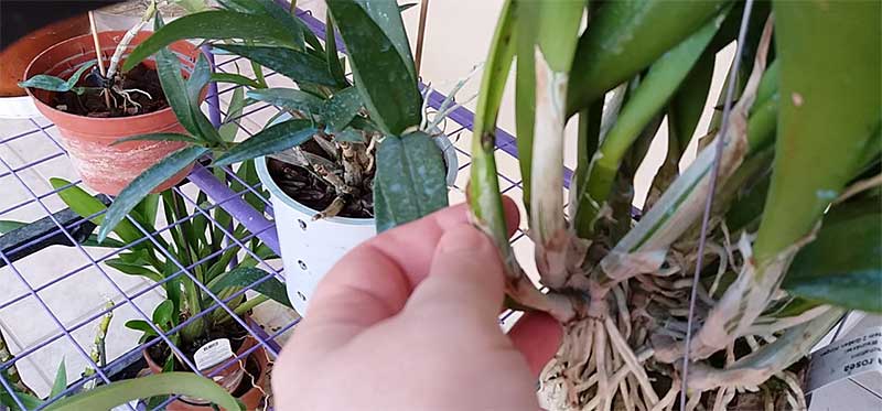 Орхідеї Дендробіум: догляд в домашніх умовах, розмноження, пересадка
