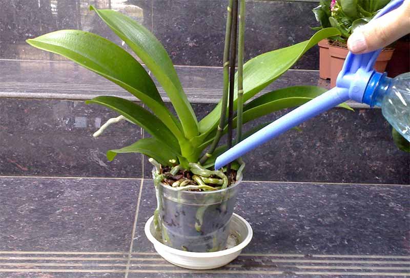 Орхідея Фаленопсис: догляд в домашніх умовах, полив, розмноження