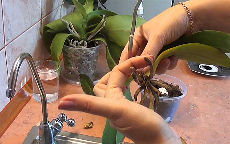 Орхідея Фаленопсис: догляд в домашніх умовах, полив, розмноження