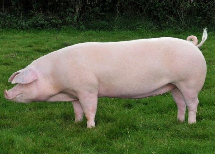 Відгодівля свиней в домашніх умовах: види кормів і раціону