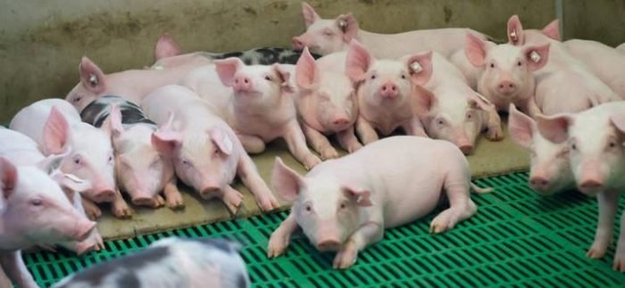 Відгодівля свиней в домашніх умовах: види кормів і раціону