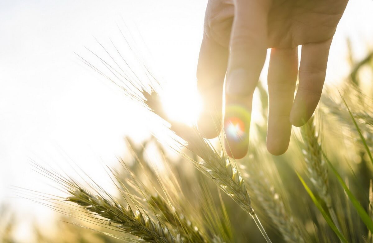 Озиме жито: опис сортів, як сіяти і доглядати