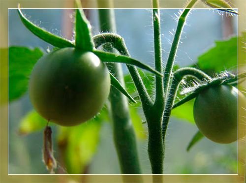 Чому погано ростуть томати у відкритому грунті та теплицях