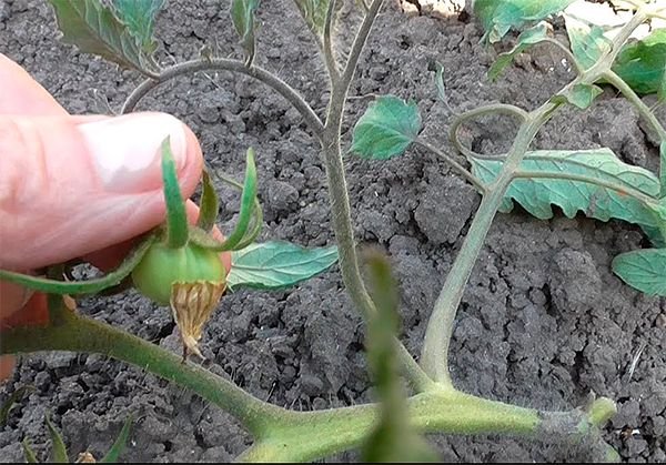 Чому погано ростуть томати у відкритому грунті та теплицях