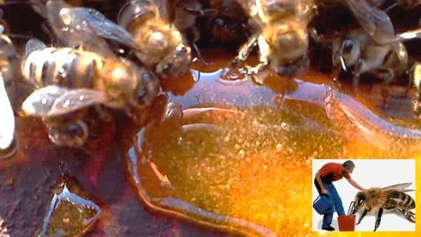Підгодівля бджіл цукровим сиропом, коли і як робити підживлення