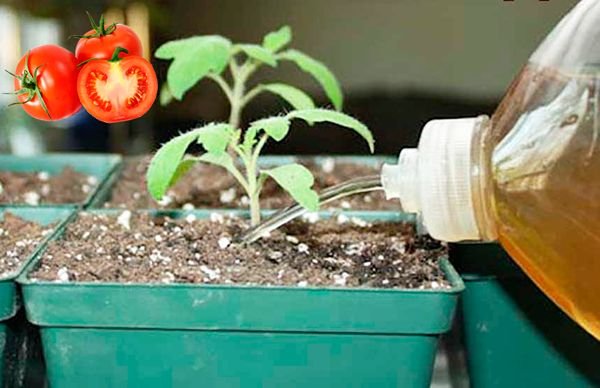 Підживлення розсади томатів після пікіровки