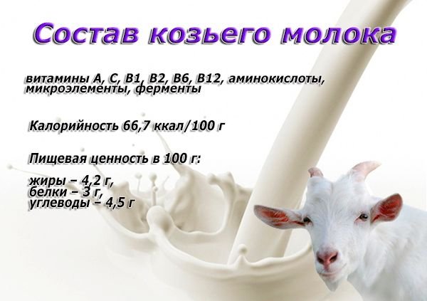 Корисні властивості козячого молока: склад, вживання та зберігання