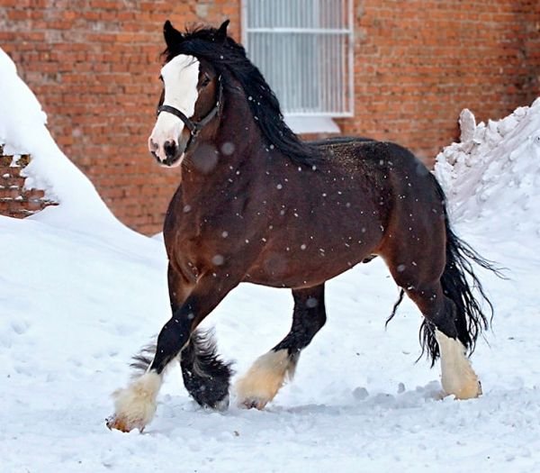 Порода коней Володимирський ваговоз
