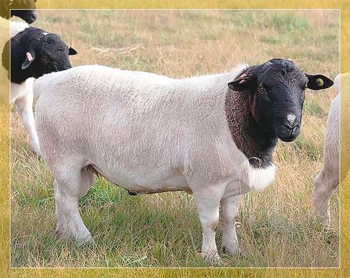Порода овець Дорпер: опис, зміст і розведення