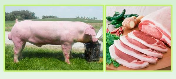 Порода свиней Ландрас: опис, зміст і догляд за породою