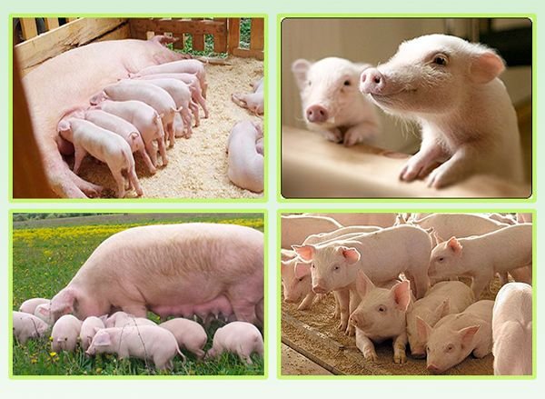 Порода свиней Ландрас: опис, зміст і догляд за породою