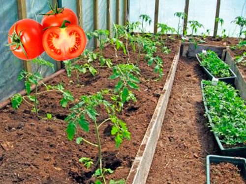 Посадка розсади томатів у теплицю: підготовка та догляд