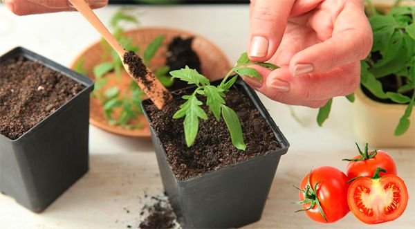 Посадка розсади томатів у теплицю: підготовка та догляд
