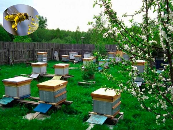 Правила утримання бджіл у населених пунктах