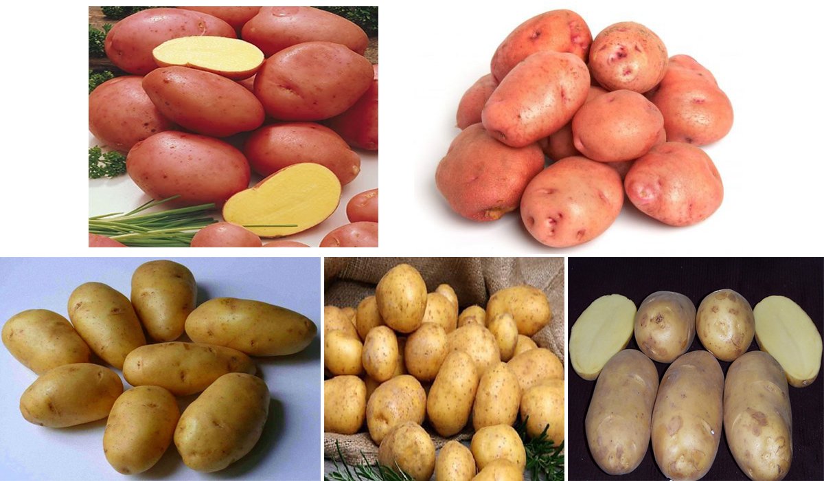 Ранні сорти картоплі: опис, фото, характеристики