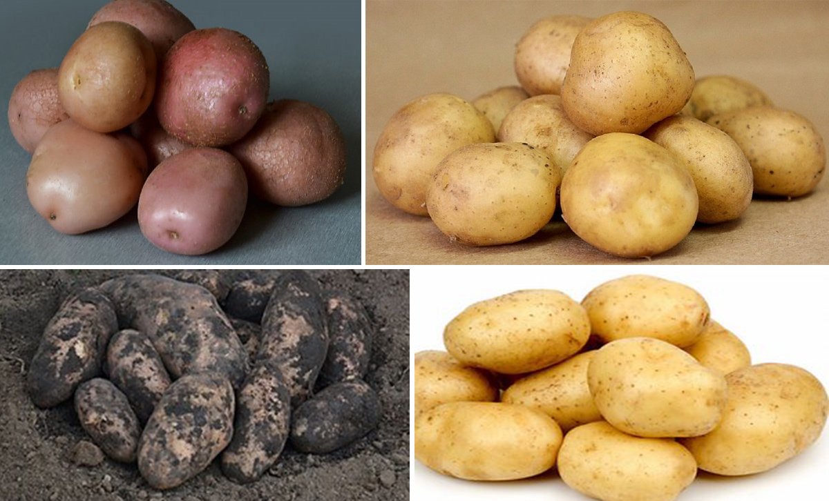 Ранні сорти картоплі: опис, фото, характеристики