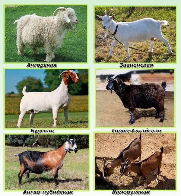 Розведення кіз як бізнес: вибір породи, витрати, переваги і недоліки