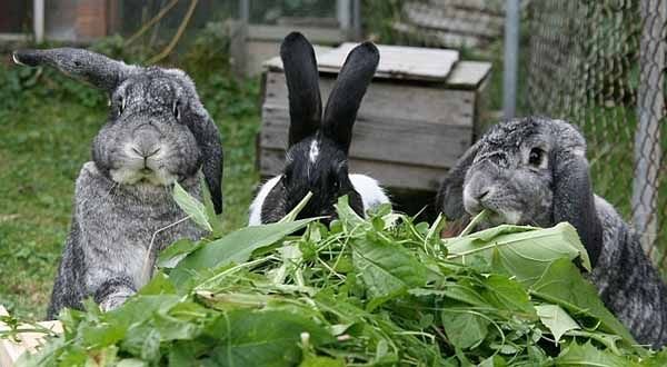 Розведення кроликів в домашніх умовах