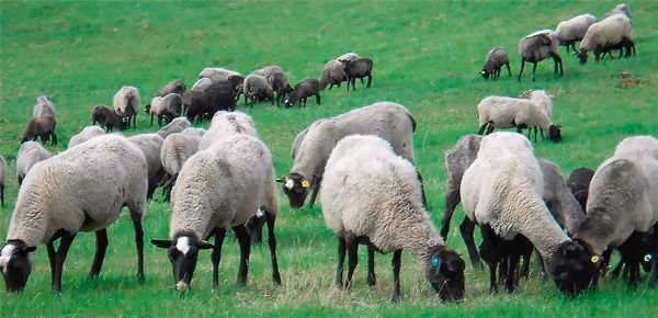 Романовська порода овець: опис, розведення та утримання