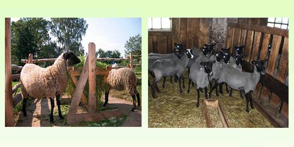 Романовська порода овець: опис, розведення та утримання