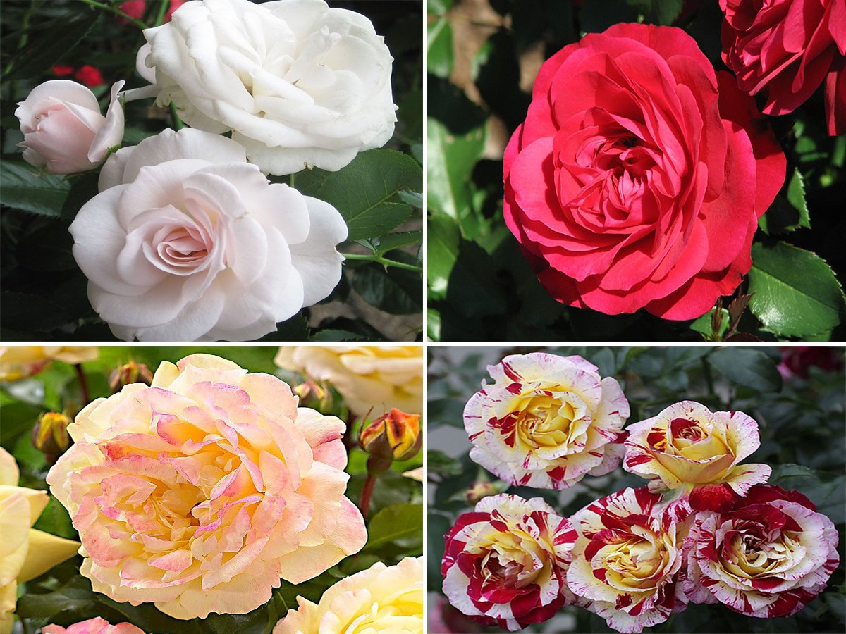 Троянди Флорибунда: сорти, посадка, вирощування і догляд