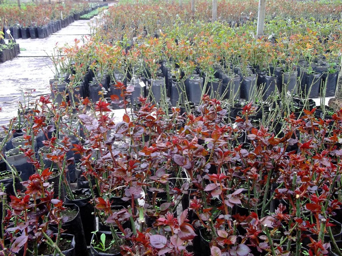 Троянди Флорибунда: сорти, посадка, вирощування і догляд