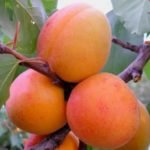 Самоплідні сорти абрикоса з описом і фото