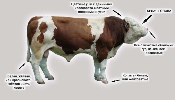 Симентальська порода корів: опис і характеристики породи