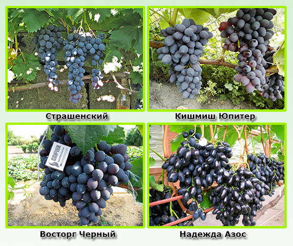 Сині сорти винограду: фото та опис сортів