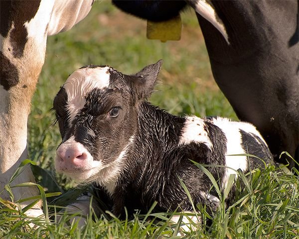 Скільки молока давати теляті з перших днів життя