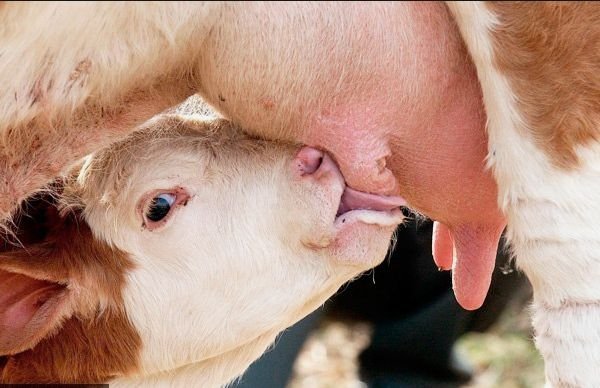 Скільки молока давати теляті з перших днів життя