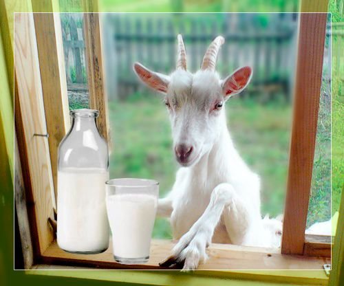 Скільки в добу коза дає молока і що впливає на удій