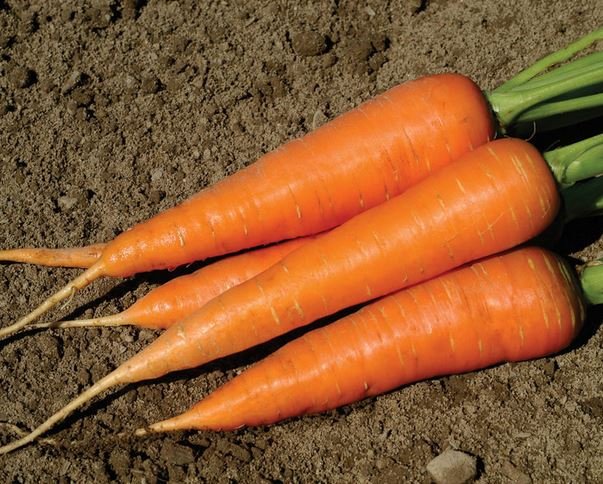Солодкі сорти моркви з описом: фото та відео