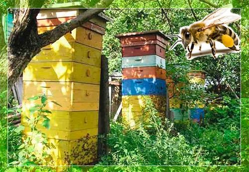 Утримання бджіл в багатокорпусних вуликах та їх переваги