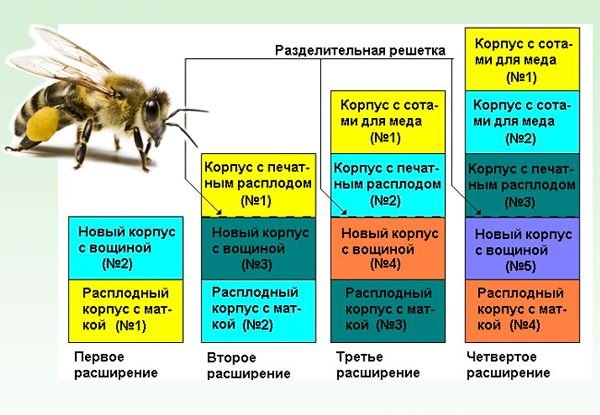 Утримання бджіл в багатокорпусних вуликах та їх переваги