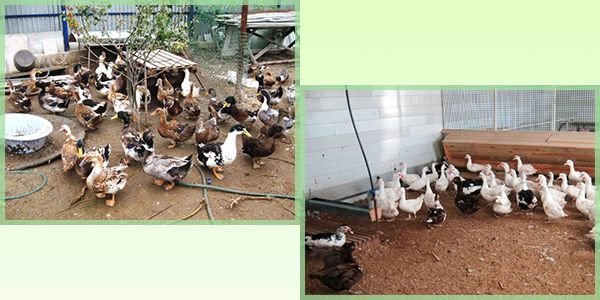 Зміст качок в домашніх умовах: породи, корми, облаштування гнізд