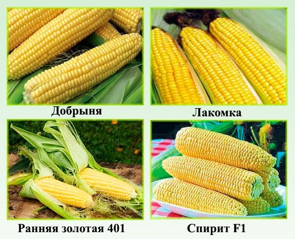 Сорти кукурудзи: опис солодких сортів, для попкорну, кольорові